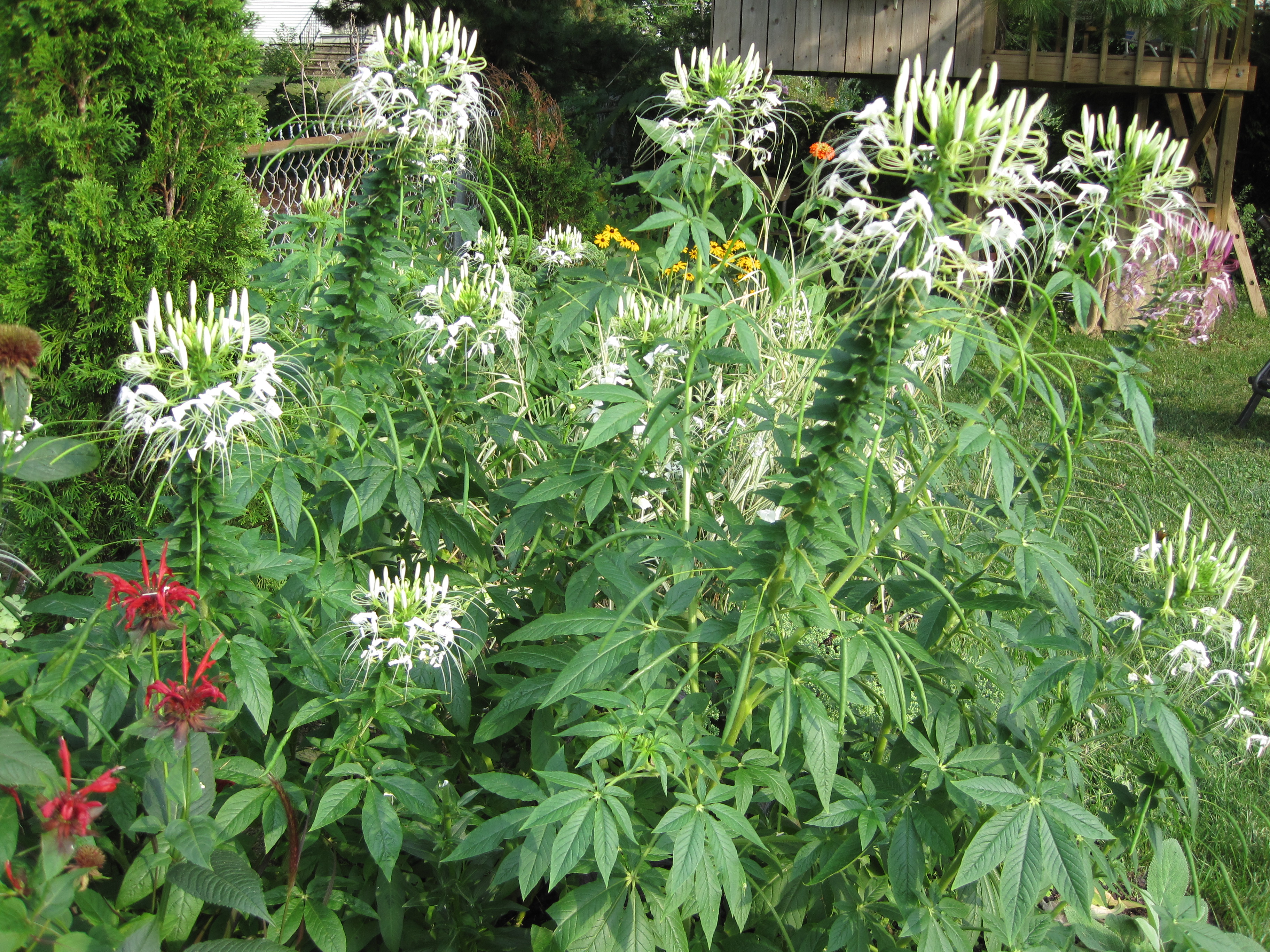 the white cleome – mel's green garden